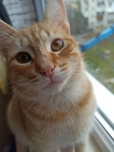 红猫坐在窗台上晒太阳 — 图库照片