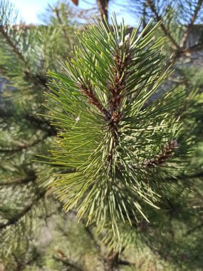 Bahçedeki çam dalı