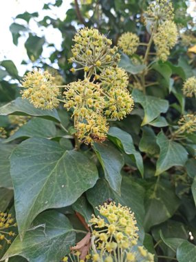 Güzel botanik fotoğrafı, doğal duvar kağıdı.