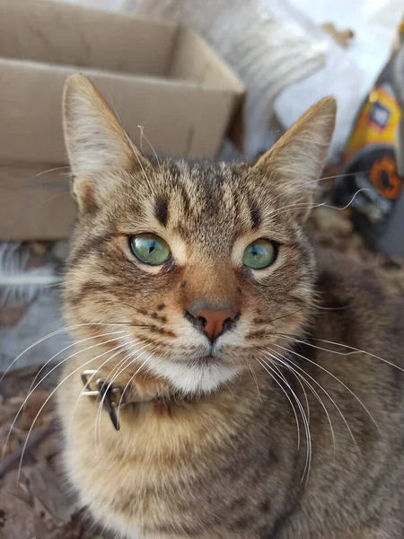 大眼睛的猫 — 图库照片