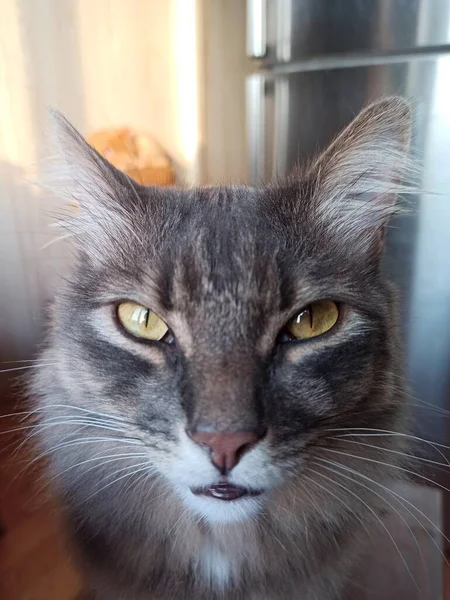 Zblízka Kočka Dívající Oknem — Stock fotografie