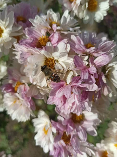 Λευκά Λουλούδια Και Μέλισσα Στον Κήπο — Φωτογραφία Αρχείου