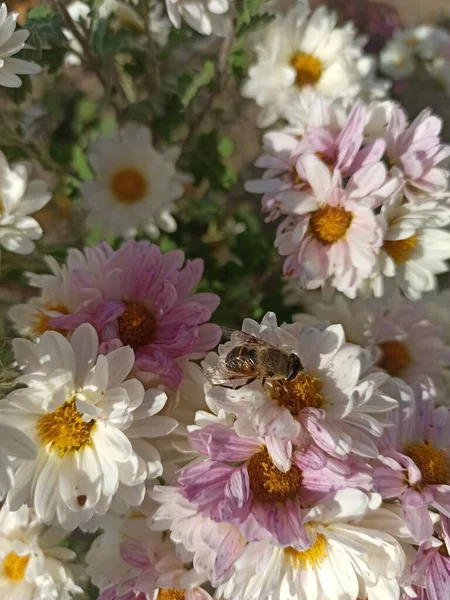 Biene Auf Dem Blumenmarkt — Stockfoto