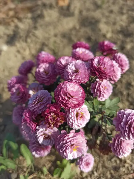 Güzel mor çiçekler yakın çekim.