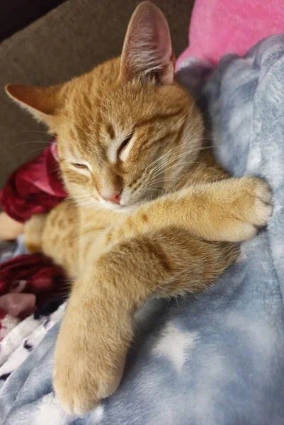 Χαρούμενη Κόκκινη Γάτα Ξεκουράζεται Στον Καναπέ — Φωτογραφία Αρχείου