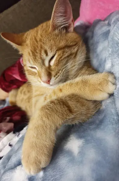 Χαρούμενη Κόκκινη Γάτα Ξεκουράζεται Στον Καναπέ — Φωτογραφία Αρχείου
