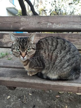 Korkmuş gri kedi bankta oturuyor. 