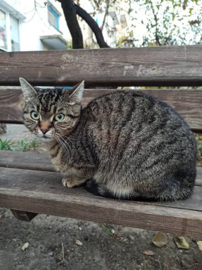 Korkmuş gri kedi bankta oturuyor. 