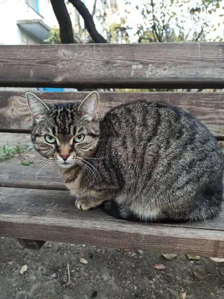 受惊的灰猫坐在长椅上 — 图库照片