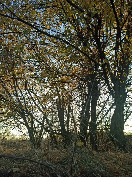 Parktaki Ağaçların Üzerinde Sarı Yapraklar — Stok fotoğraf