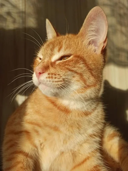 Mutlu Kedi Pofuduk Tüylü Güneşte Yatıyor Güneşleniyor — Stok fotoğraf