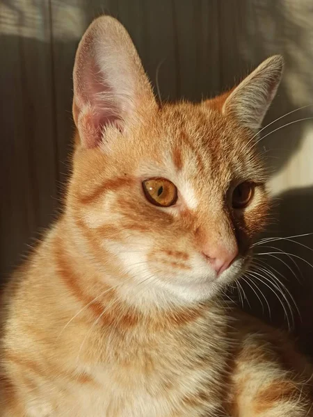 Glad Katt Söt Fluffig Ligger Solen Och Bad — Stockfoto