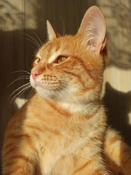 Boldog Macska Aranyos Bolyhos Fekszik Napon Sütkérezik — Stock Fotó