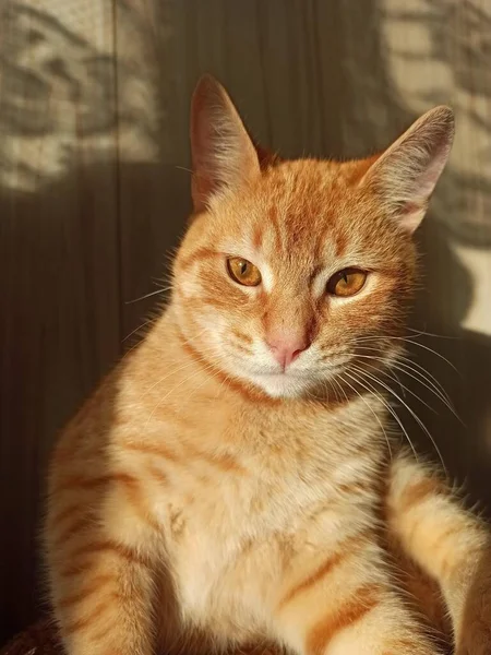 Χαρούμενη Γάτα Χαριτωμένη Χνουδωτή Βρίσκεται Στον Ήλιο Και Basks — Φωτογραφία Αρχείου