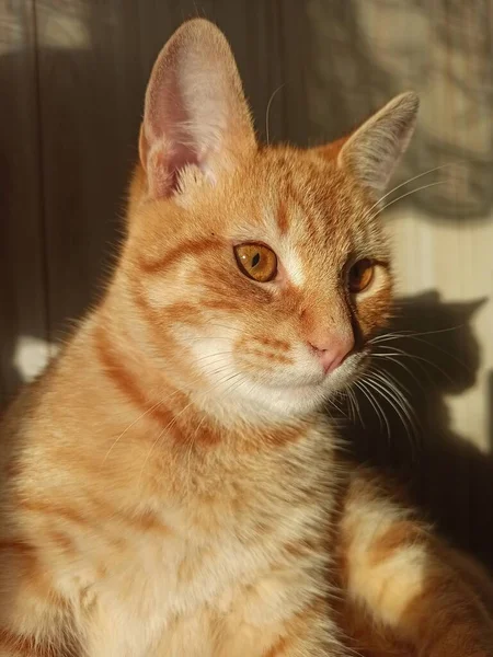 幸せ猫かわいいふわふわの太陽と背中に嘘をつく — ストック写真