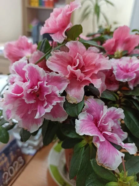 Hermosas Flores Jarrón Mesa Ondow Decoración Floral Primer Plano Ganar — Foto de Stock