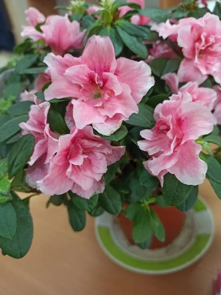 Vackra Blommor Vasen Blommor Dekoration Ondow Bord Närbild Vinna — Stockfoto