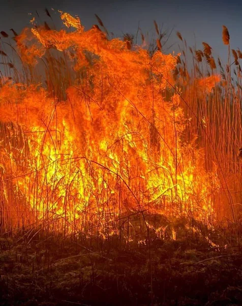 森の中で火事を起こし — ストック写真