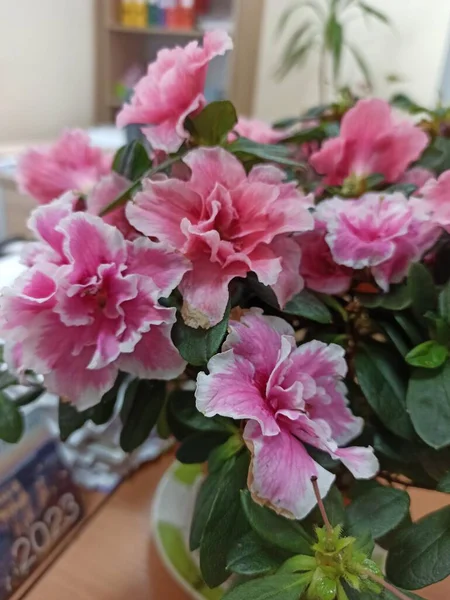 Vazodaki Güzel Çiçekler Çiçek Süsleme Masasında Yakın Plan Kazanır — Stok fotoğraf