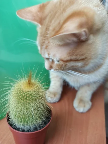 Niedliche Katze Mit Einem Spielzeug Auf Einem Hölzernen Hintergrund — Stockfoto
