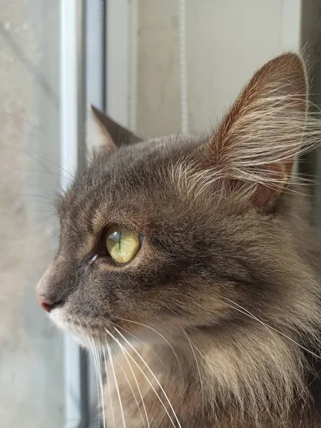 Sarı Gözlü Kedi — Stok fotoğraf