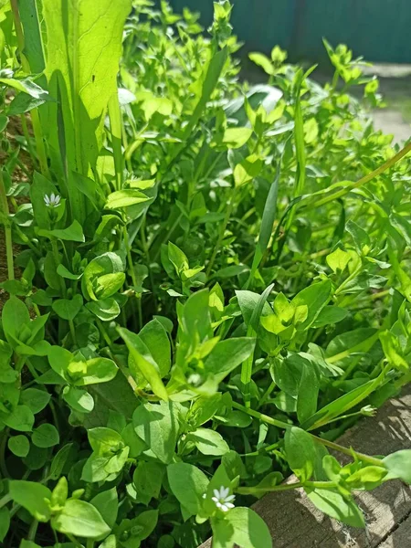 stock image green leaves of a plant in the garden