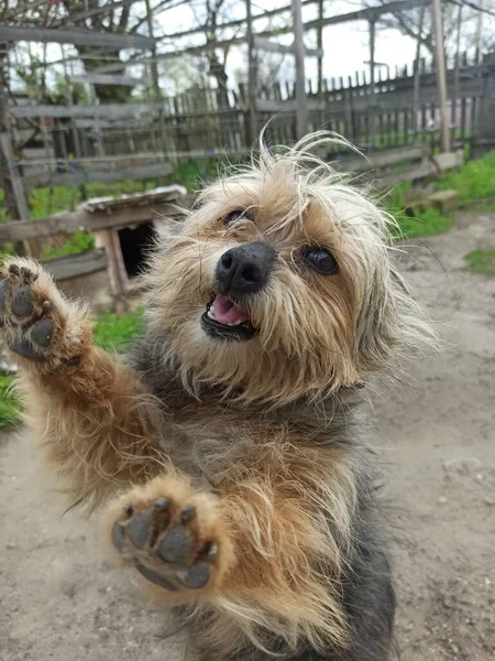 Şirin bir köpeğin portresi.