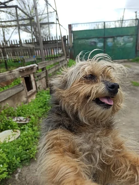 Parktaki köpek