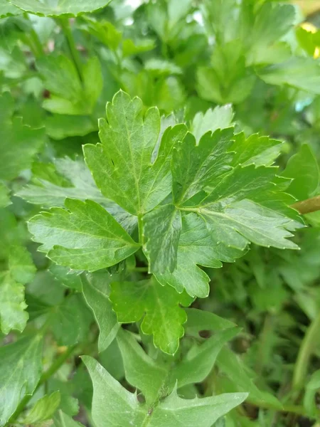 Grüne Blätter Der Petersilie Auf Weißem Hintergrund — Stockfoto