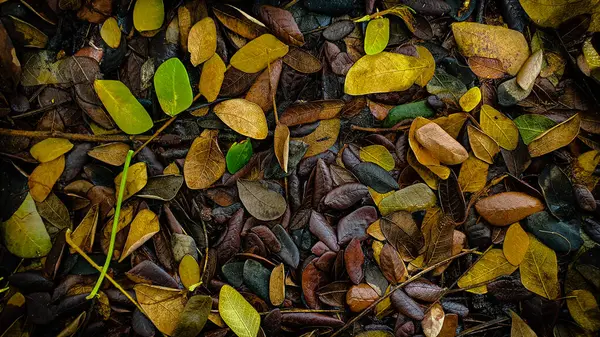 piles of dry leaves piled up on the ground naturally for the background illustration