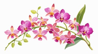 Orkide çiçeği, pembe, sarı ve mor, beyaz arkaplan duvar kağıdı, vektör dosyası