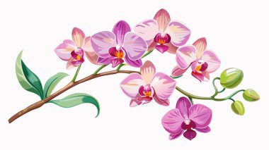 Orkide çiçeği, pembe, sarı ve mor, beyaz arkaplan duvar kağıdı, vektör dosyası