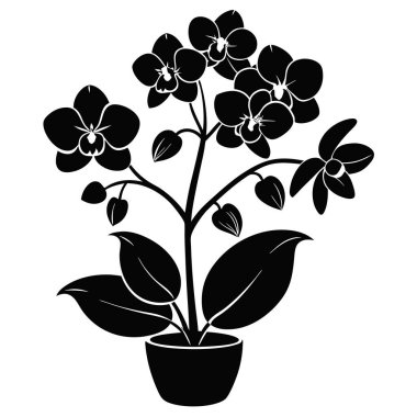Orkide çiçeği silueti Orkide 'nin siyah gölgesi Orkide Vektörü' nün beyaz arkaplanda siyah gölgesi