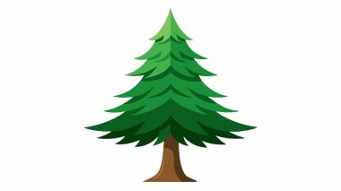 Çam Ağacı Resimleri Vektörü Beyaz Arkaplan