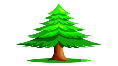 Çam Ağacı Resimleri Vektörü Beyaz Arkaplan