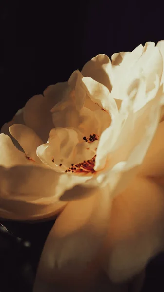 closeup bahçede güzel sarı çiçek