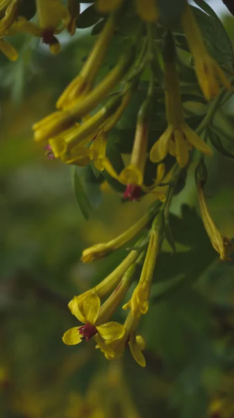 Bahçedeki sarı çiçek, kuşüzümü çiçeği, yaz.