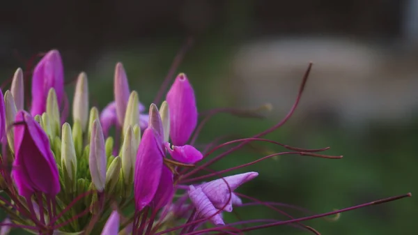 a closeup of beautiful purple flowers
