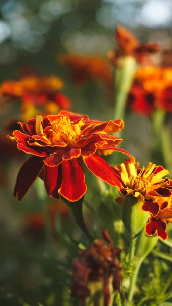 beautiful orange flowers on background, close up