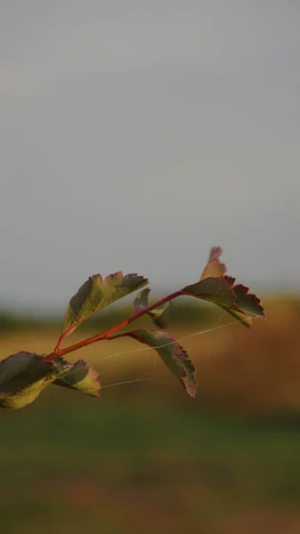 beautiful green foliage, flora