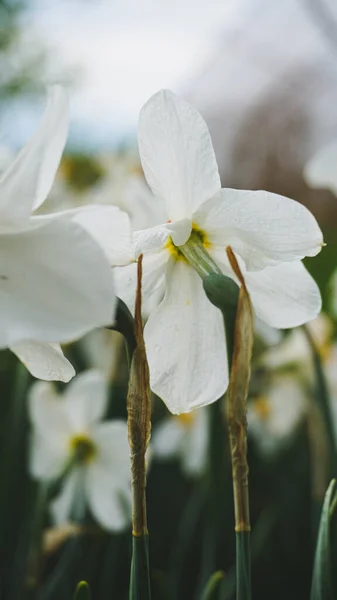 Dışarıda yetişen güzel çiçek.