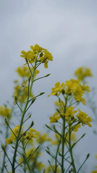 beautiful summer flowers, selective focus