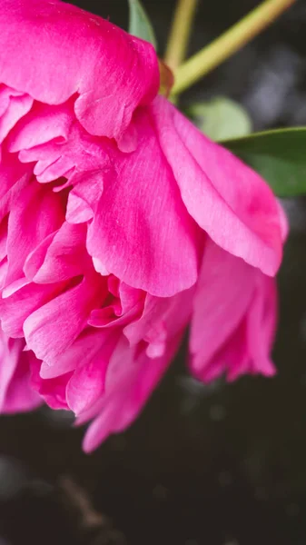 Pembe çiçeğe yaklaş.