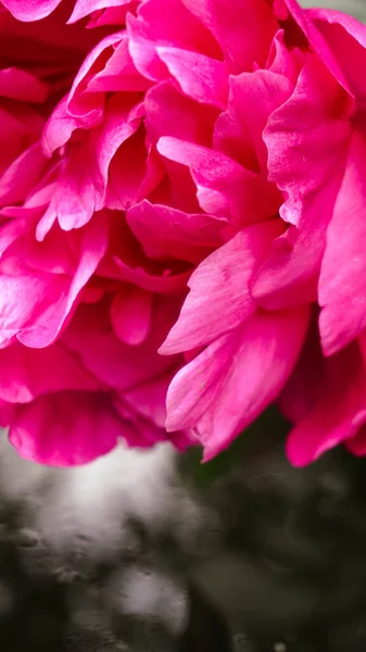 Bahçedeki pembe şakayıklar