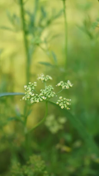 yeşil çimen arkaplan, bir bitkinin kapağı 