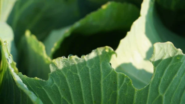 Güzel yeşil lahana yapraklarının yakın görüntüsü 