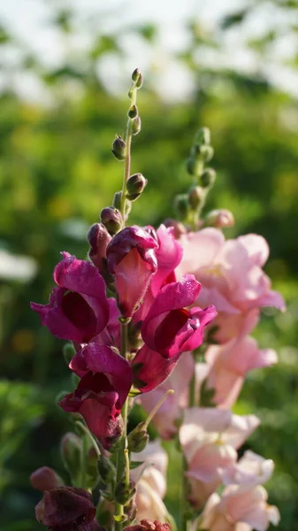 Güzel çiçekler, çiçek konsepti 