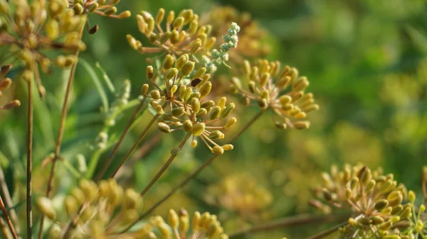 Yazın güzel dereotu çiçeği