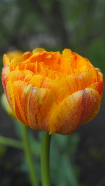 Güzel botanik fotoğrafı, doğal duvar kağıdı. 