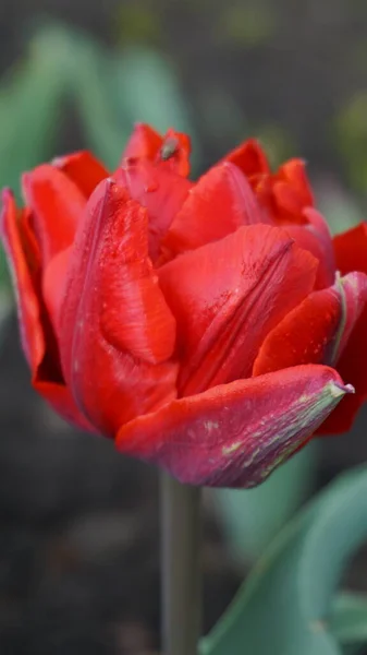 Bahçedeki güzel lale 